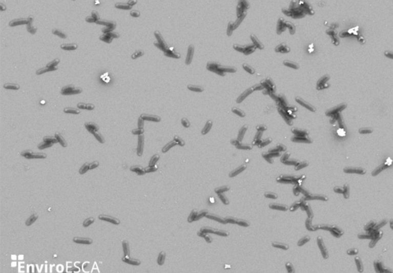 Near-ambient pressure XPS of hydrated Escherichia coli samples with EnviroESCA